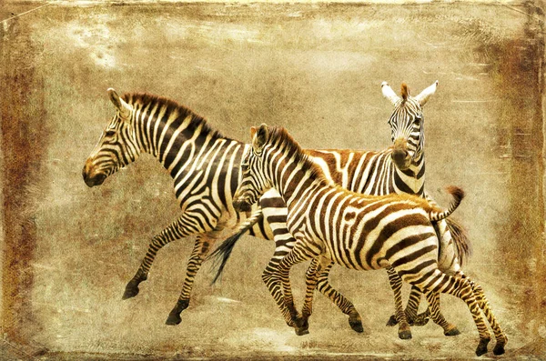 Ręcznie Rysowane Ilustracji Ładny Piękny Zebra — Zdjęcie stockowe