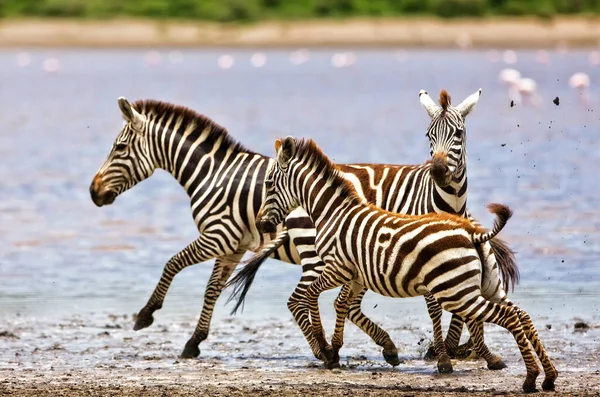 Zebras Savana África — Fotografia de Stock