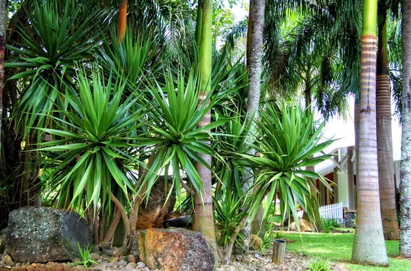 Piękna Tropikalna Rajska Wyspa Mauritius — Zdjęcie stockowe