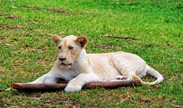 Junger Weißer Löwe Casela Park Mauritius — Stockfoto