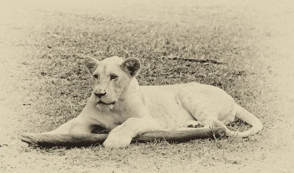 Jovem Leão Branco Parque Casela Maurício — Fotografia de Stock