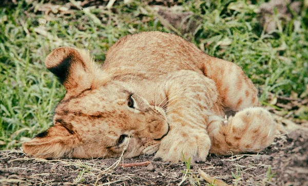 Jeune Lion Dans Parc Casela Maurice — Photo