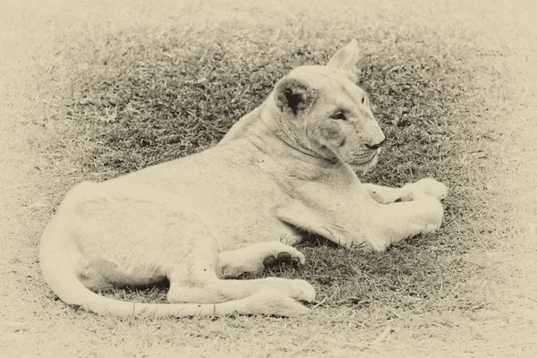 Jovem Leão Branco Parque Casela Maurício — Fotografia de Stock