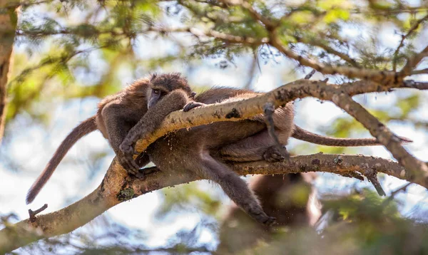 Macaco Sentado Galho Árvore — Fotografia de Stock