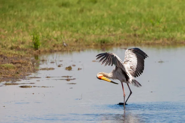 ケニアのアンボゼリ国立公園にある黄色のコウノトリ Mycteria Ibis — ストック写真