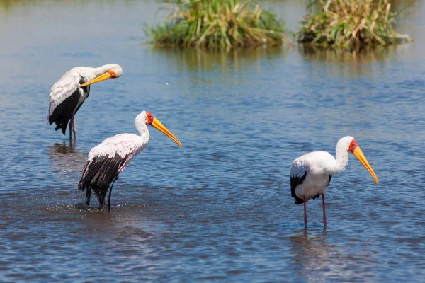 Bociany Żółtodzioby Mycteria Ibis Parku Narodowym Amboseli Kenia — Zdjęcie stockowe