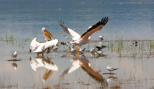 Большие Белые Пеликаны Озере Найваша Кении Африка — стоковое фото