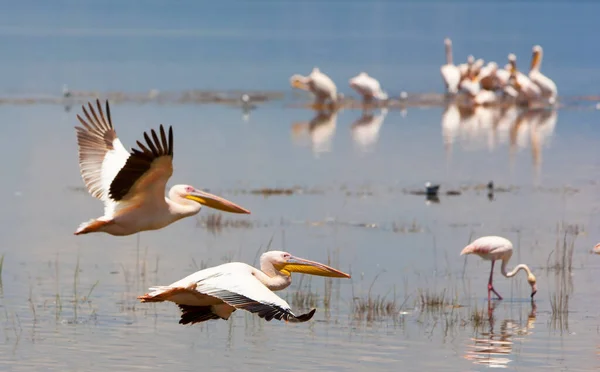 Grandes Pelícanos Blancos Lago Naivasha Kenia África —  Fotos de Stock