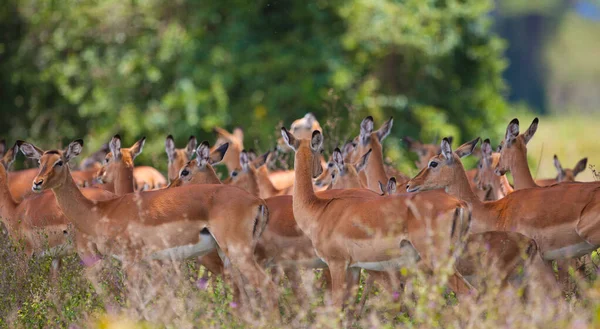 Impala Antelopes Parque Nacional Kruger África Sul — Fotografia de Stock