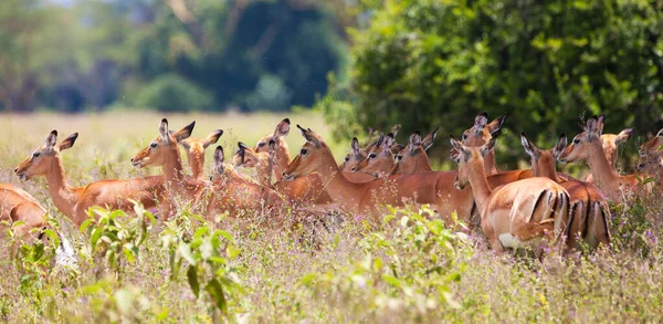 Impala Antelopes Parque Nacional Kruger África Sul — Fotografia de Stock