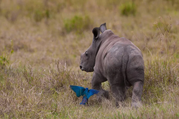 肯尼亚纳库鲁湖国家公园的白犀牛或方嘴犀牛 Ceratotherium Simum 白犀牛是现存的五种犀牛中的一种 — 图库照片