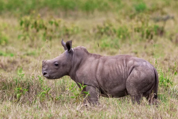 ケニアのナクル湖国立公園の白いサイや正方形の唇のサイ Cerattherium Simum 白いサイはまだ存在する5種のサイの1つです — ストック写真