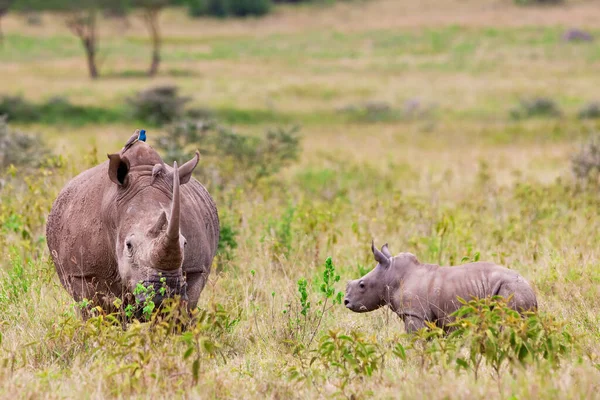 肯尼亚纳库鲁湖国家公园的白犀牛或方嘴犀牛 Ceratotherium Simum 白犀牛是现存的五种犀牛中的一种 — 图库照片