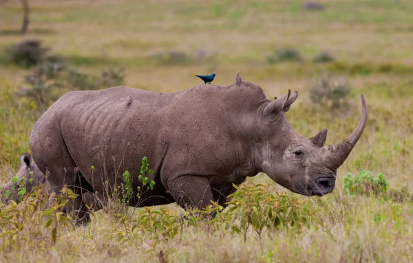 Белый Носорог Квадратные Губы Носорога Ceratotherium Simum Национальном Парке Озера — стоковое фото