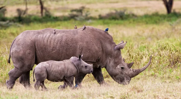 肯尼亚纳库鲁湖国家公园的白犀牛或方嘴犀牛 Ceratotherium Simum 白犀牛是现存的五种犀牛中的一种 — 图库照片