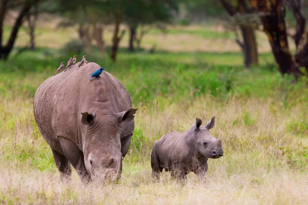 코뿔소 네모진 코뿔소 Ceratotherium Simum 나쿠루 공원에 흰코뿔소는 현존하는 코뿔소 — 스톡 사진
