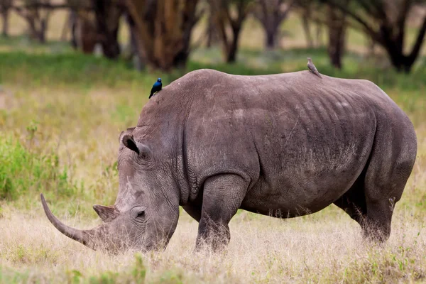 Белый Носорог Квадратные Губы Носорога Ceratotherium Simum Национальном Парке Озера — стоковое фото