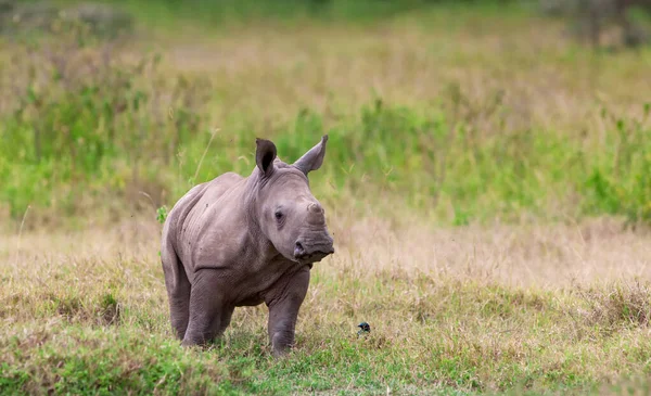 Duży Czarny Nosorożec Parku Narodowym Kruger Botswana — Zdjęcie stockowe