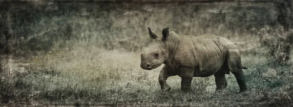 Nosorožec Bílý Nebo Nosorožec Čtvercový Ceratotherium Simum Národním Parku Lake — Stock fotografie