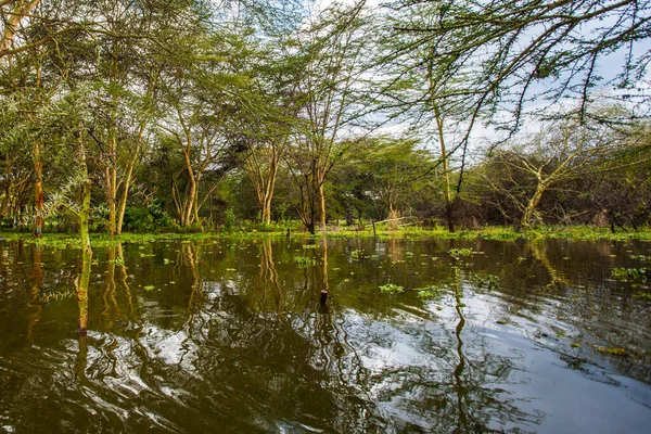 Utsikt Över Sjön Naivasha Kenya Afrika — Stockfoto