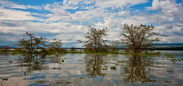 Pohled Jezero Naivasha Keni Afrika — Stock fotografie