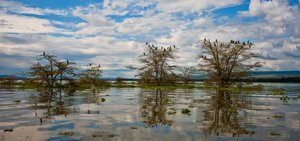 Uitzicht Lake Naivasha Kenia Afrika — Stockfoto