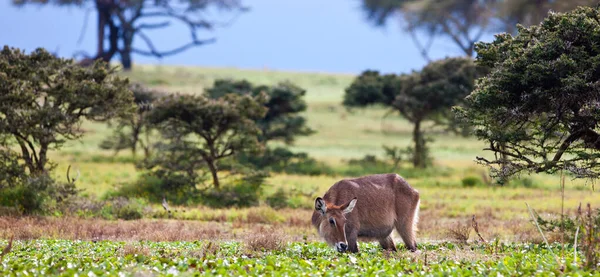 Waterbuck Ved Lake Naivasha Kenya – stockfoto