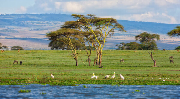Yellow-billed Storks (Mycteria ibis) at Lake Naivasha, Kenya
