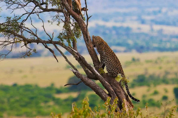 Lampart Parku Narodowym Maasai Mara Kenia — Zdjęcie stockowe
