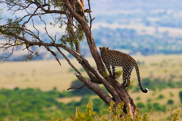 Leopardo Parque Nacional Maasai Mara Kenia — Foto de Stock