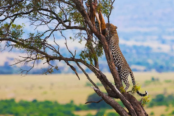 Leopardo Parque Nacional Maasai Mara Kenia — Foto de Stock