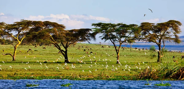 Bella Vista Della Scena Della Natura — Foto Stock