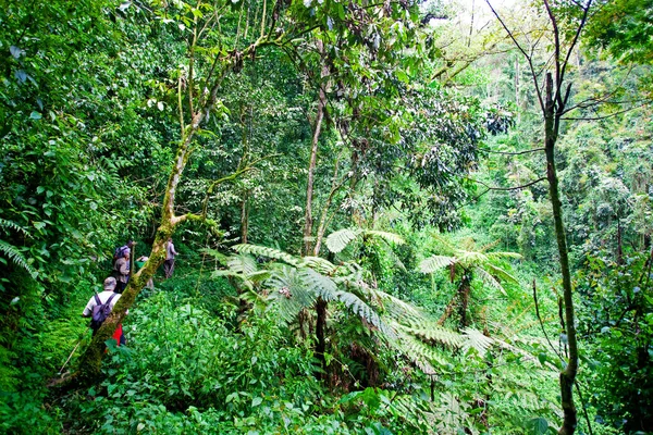 Uganda, Kongo ve Ruanda sınırlarındaki Bwindi Engellenemez Orman Ulusal Parkı 'ndaki Afrika yağmur ormanları. Bwindi Ulusal Parkı dağ gorillerinin evidir..
