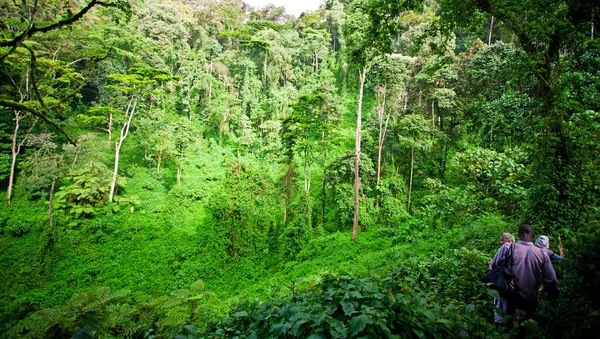 Uganda, Kongo ve Ruanda sınırlarındaki Bwindi Engellenemez Orman Ulusal Parkı 'ndaki Afrika yağmur ormanları. Bwindi Ulusal Parkı dağ gorillerinin evidir..
