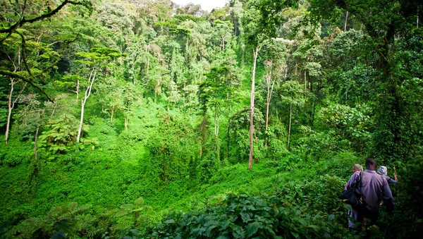 Foresta Pluviale Africana Nel Parco Nazionale Della Foresta Impenetrabile Bwindi — Foto Stock