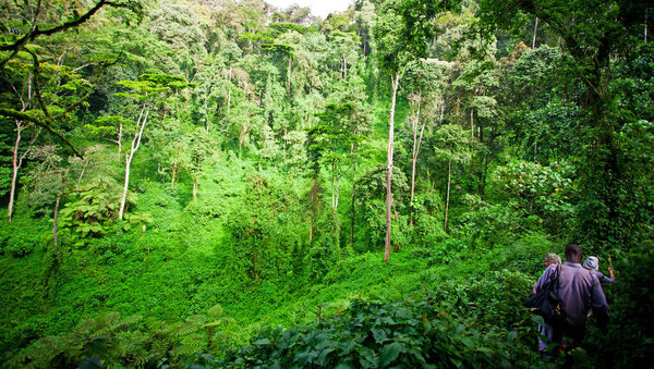 African rainforest in the Bwindi Impenetrable Forest National Park, at the borders of Uganda, Congo and Rwanda. The Bwindi National Park is the home of the mountain gorillas.