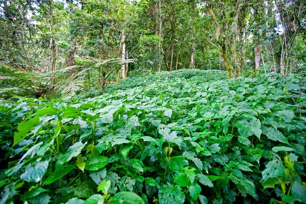 African Rainforest Bwindi Impenetrable Forest National Park Borders Uganda Congo — Stock Photo, Image