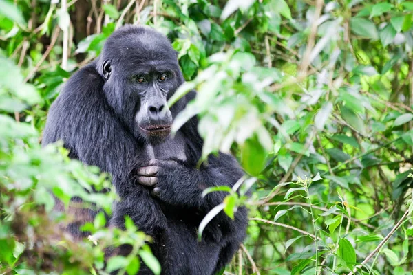 Hegyi Gorilla Bwindi Áthatolhatatlan Erdei Nemzeti Parkban Uganda Kongó Ruanda — Stock Fotó