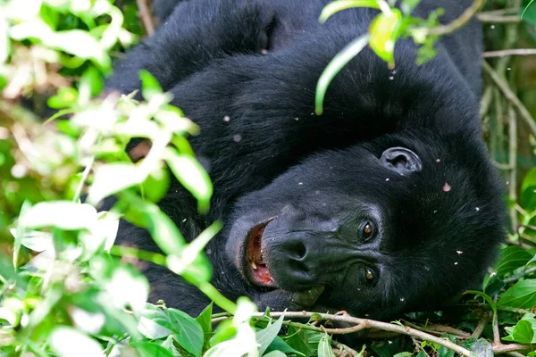Gorilla Montagna Nel Parco Nazionale Della Foresta Impenetrabile Bwindi Confini — Foto Stock