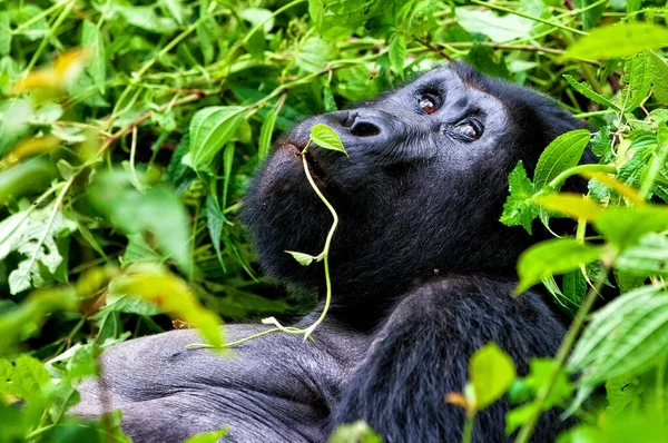 Horská Gorila Národním Parku Bwindi Neproniknutelný Les Hranicích Ugandy Konga — Stock fotografie