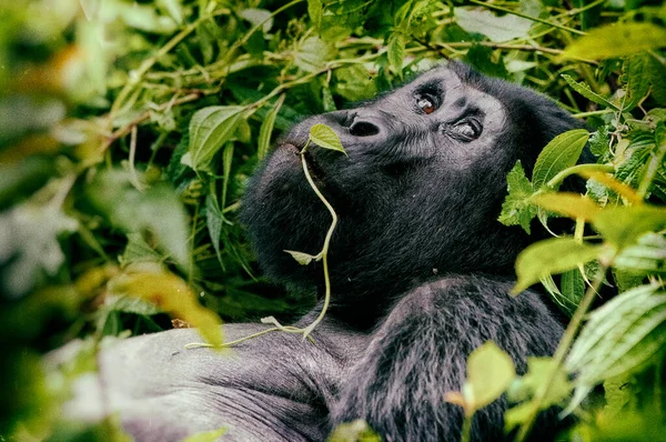 Hegyi Gorilla Bwindi Áthatolhatatlan Erdei Nemzeti Parkban Uganda Kongó Ruanda — Stock Fotó
