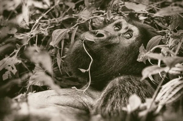 Gorila Montanha Parque Nacional Floresta Impenetrável Bwindi Nas Fronteiras Uganda — Fotografia de Stock