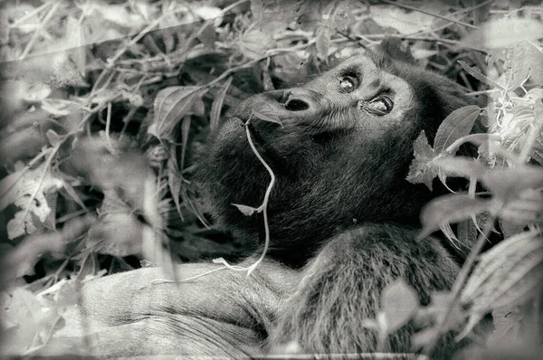 Gorilla Montagna Nel Parco Nazionale Della Foresta Impenetrabile Bwindi Confini — Foto Stock