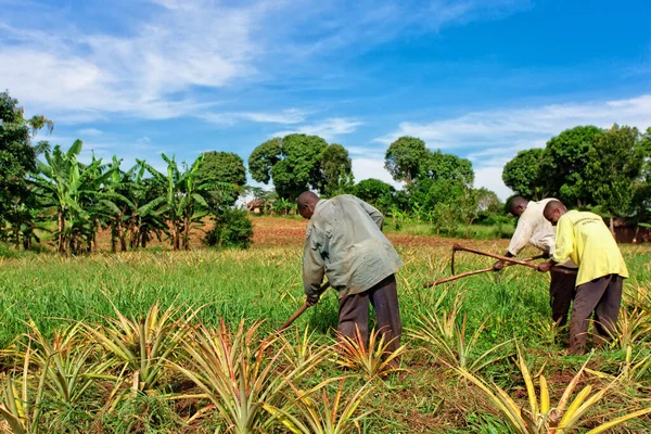 Ekvator, Uganda - 1 Kasım 2012 'de Ekvator, Uganda' da ananas tarlasında çalışan tanımlanamayan işçiler. Tarım Uganda 'da önemli bir sektördür. Nüfusun% 68 'ini çalıştırıyor..