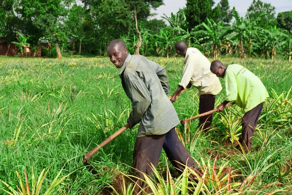 Equator Uganda Listopad Niezidentyfikowani Pracownicy Pracujący Polu Ananasowym Listopada 2012 — Zdjęcie stockowe