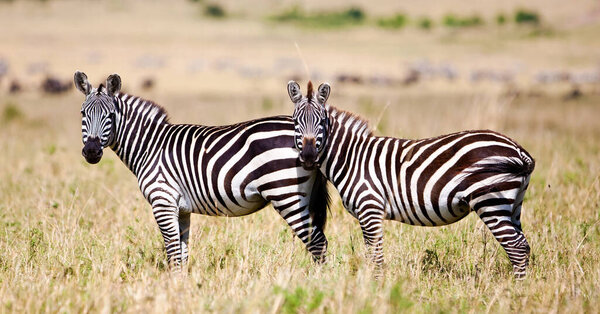 Zebras in the Maasai Mara National Park, Kenya