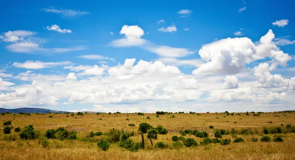 Afrikanskt Landskap Med Stormig Himmel Och Zebror Maasai Mara Kenya — Stockfoto