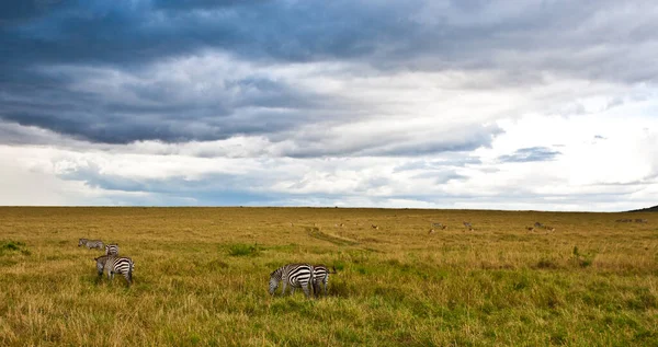 Afrikkalainen Maisema Myrskyisellä Taivaalla Seeproilla Maasai Mara Kenia — kuvapankkivalokuva