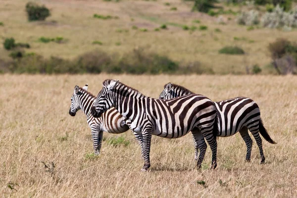 Zebras Parque Nacional Maasai Mara Quênia — Fotografia de Stock