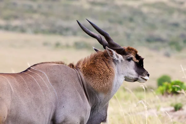 Enorma Manliga Eland Antelope Maasai Mara National Park Kenya — Stockfoto